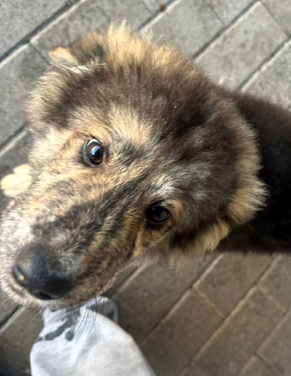 PAUL NEWMAN CUCCIOLO Foto 4